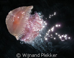Jellyfish by Wijnand Plekker 